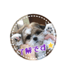 シーズー・エメちゃん①（個別スタンプ：7）