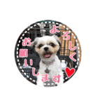 シーズー・エメちゃん①（個別スタンプ：9）