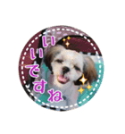 シーズー・エメちゃん①（個別スタンプ：11）