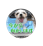 シーズー・エメちゃん①（個別スタンプ：12）