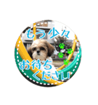 シーズー・エメちゃん①（個別スタンプ：16）