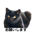ツンデレ野良猫くろちゃん（個別スタンプ：7）