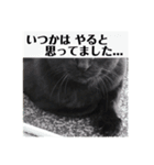 ツンデレ野良猫くろちゃん（個別スタンプ：13）
