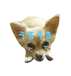 チワワのココさんとミックス犬あずき（個別スタンプ：1）