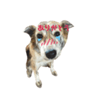 チワワのココさんとミックス犬あずき（個別スタンプ：2）