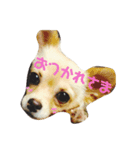 チワワのココさんとミックス犬あずき（個別スタンプ：3）