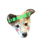 チワワのココさんとミックス犬あずき（個別スタンプ：4）