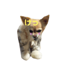 チワワのココさんとミックス犬あずき（個別スタンプ：5）
