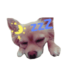 チワワのココさんとミックス犬あずき（個別スタンプ：7）