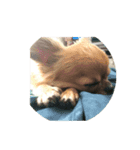ちわわ(みゆ)（個別スタンプ：1）