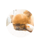 ちわわ(みゆ)（個別スタンプ：6）