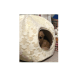 ちわわ(みゆ)（個別スタンプ：7）