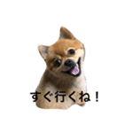 ポメ太の七変化（個別スタンプ：4）
