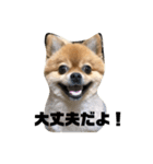 ポメ太の七変化（個別スタンプ：5）