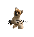 ポメ太の七変化（個別スタンプ：9）