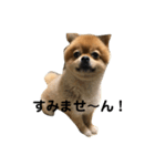 ポメ太の七変化（個別スタンプ：12）