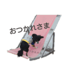 チワワのチョコマロ（個別スタンプ：10）