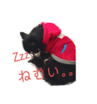 チワワのチョコマロ（個別スタンプ：14）