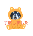 チワワのチョコマロ（個別スタンプ：20）