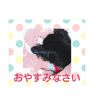 チワワのチョコマロ（個別スタンプ：21）