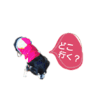 チワワのチョコマロ（個別スタンプ：28）