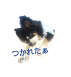 チワワのチョコマロ（個別スタンプ：31）