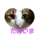 ねこにゃん01（個別スタンプ：1）