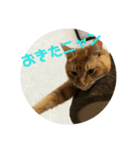 ねこにゃん01（個別スタンプ：2）