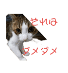 ねこにゃん01（個別スタンプ：3）