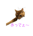 ねこにゃん01（個別スタンプ：12）