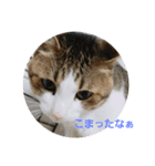 ねこにゃん01（個別スタンプ：15）