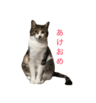 ソラとマロ②（個別スタンプ：1）