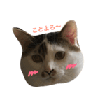 ソラとマロ②（個別スタンプ：2）