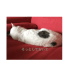 ソラとマロ②（個別スタンプ：7）