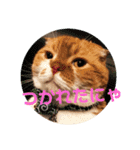 ぽんた こと 癒し家P師匠（個別スタンプ：1）