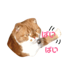 ぽんた こと 癒し家P師匠（個別スタンプ：7）