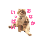 ぽんた こと 癒し家P師匠（個別スタンプ：10）
