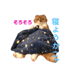 ぽんた こと 癒し家P師匠（個別スタンプ：11）