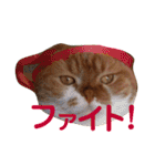 ぽんた こと 癒し家P師匠（個別スタンプ：14）