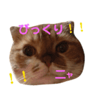 ぽんた こと 癒し家P師匠（個別スタンプ：15）