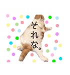 ぽんた こと 癒し家P師匠（個別スタンプ：17）
