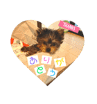 ヨーキー犬《MOCO》（個別スタンプ：1）