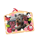 ヨーキー犬《MOCO》（個別スタンプ：2）