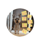 ヨーキー犬《MOCO》（個別スタンプ：3）