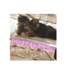 ヨーキー犬《MOCO》（個別スタンプ：4）