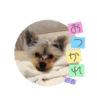ヨーキー犬《MOCO》（個別スタンプ：7）