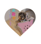 ヨーキー犬《MOCO》（個別スタンプ：8）
