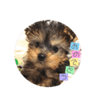 ヨーキー犬《MOCO》（個別スタンプ：9）