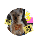 ヨーキー犬《MOCO》（個別スタンプ：10）