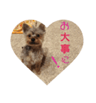 ヨーキー犬《MOCO》（個別スタンプ：11）
